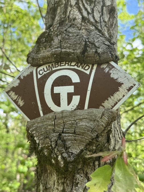 Overgrown CT trail marker