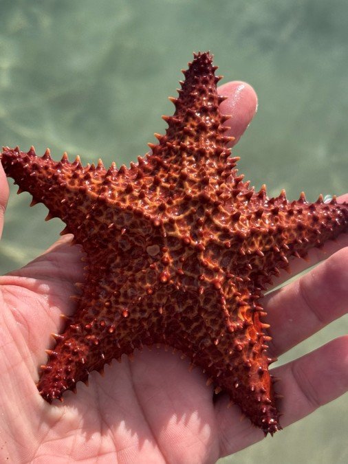 Sea Star at Pinney's Beach
