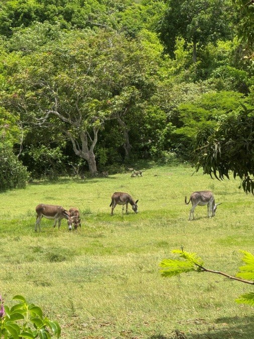 Wild Donkeys and Monkeys
