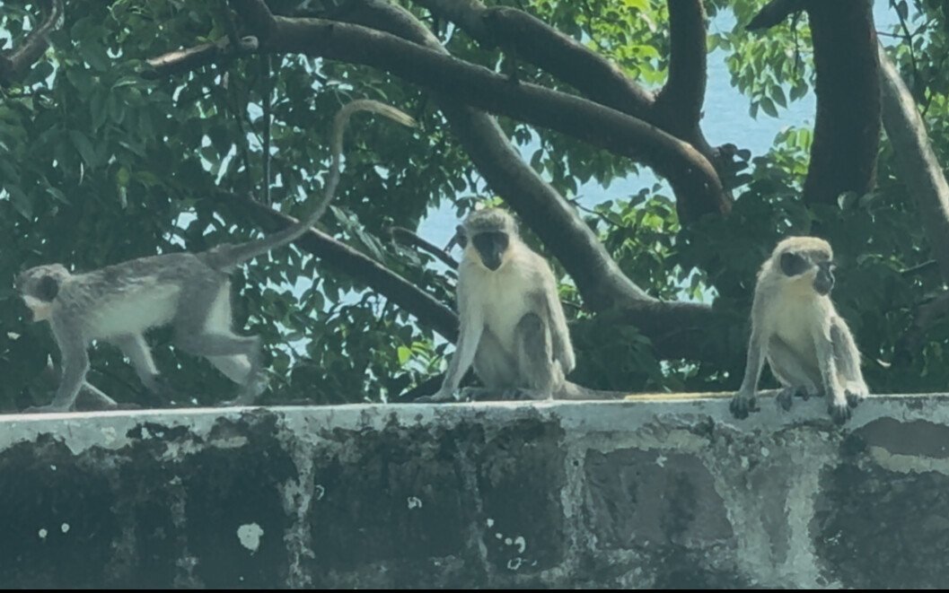 African Green Vervet Monkeys