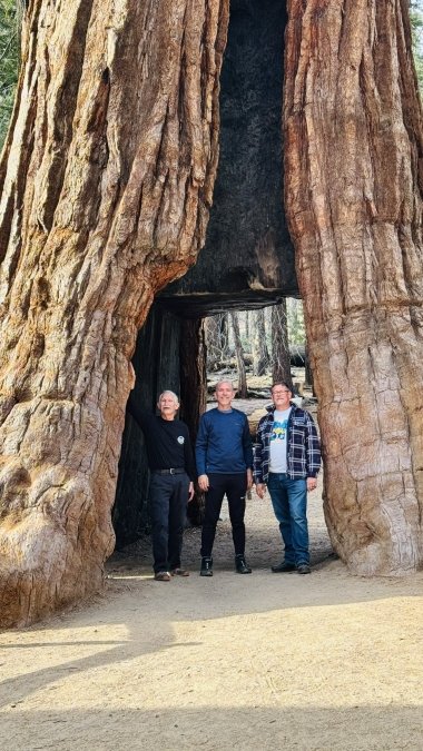 Sequoia Tree Tunnel
