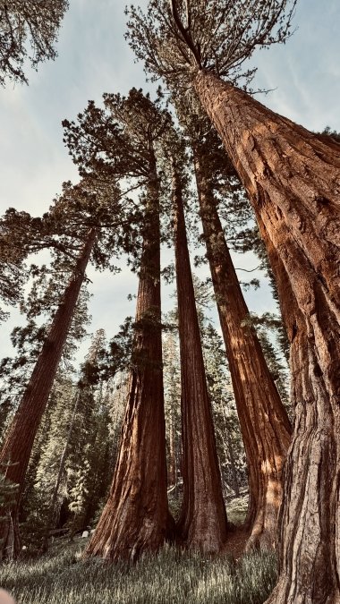 Three Sisters Giant Sequoia